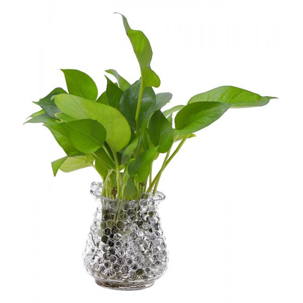 Διακοσμητικά μπαλάκια υδρογέλης AG91D Διακοσμητικά μπαλάκια υδρογέλης AG91D